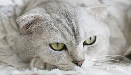 【速报】黑料深度揭秘:真相风波背后,主持人在机场贵宾室的角色异常令人意外